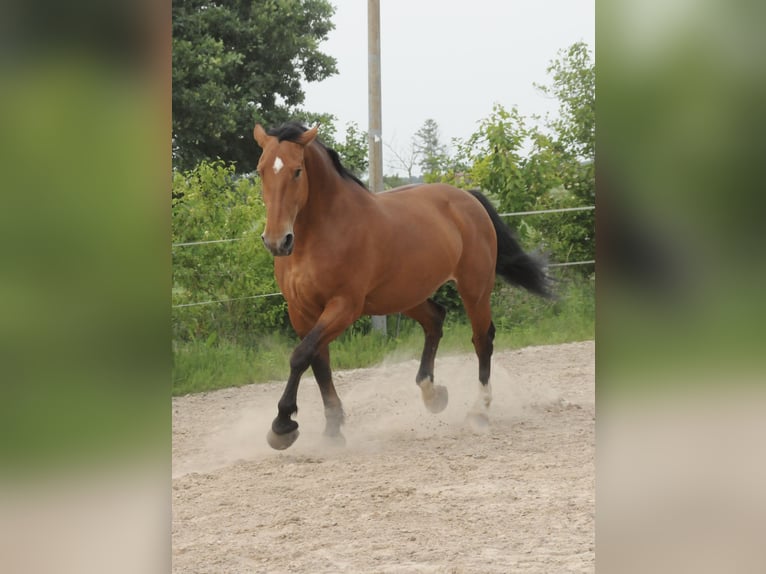 Alt Oldenburger Stute 10 Jahre 173 cm Brauner in Ostrhauderfehn