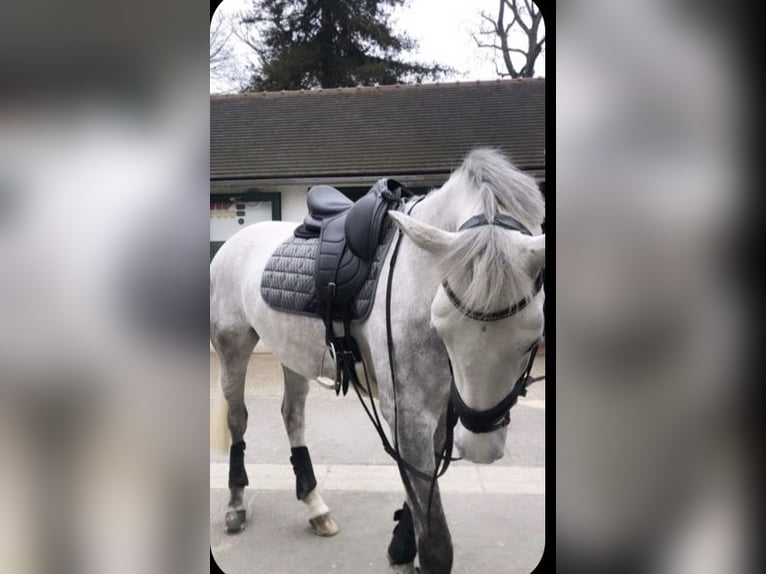 Alt Oldenburger Stute 11 Jahre 175 cm White in Ganderkesee