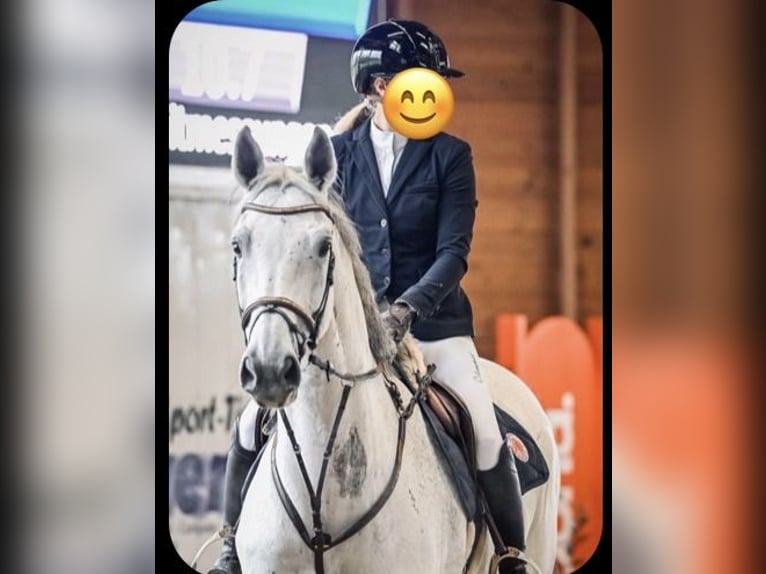 Alt Oldenburger Stute 11 Jahre 175 cm White in Ganderkesee