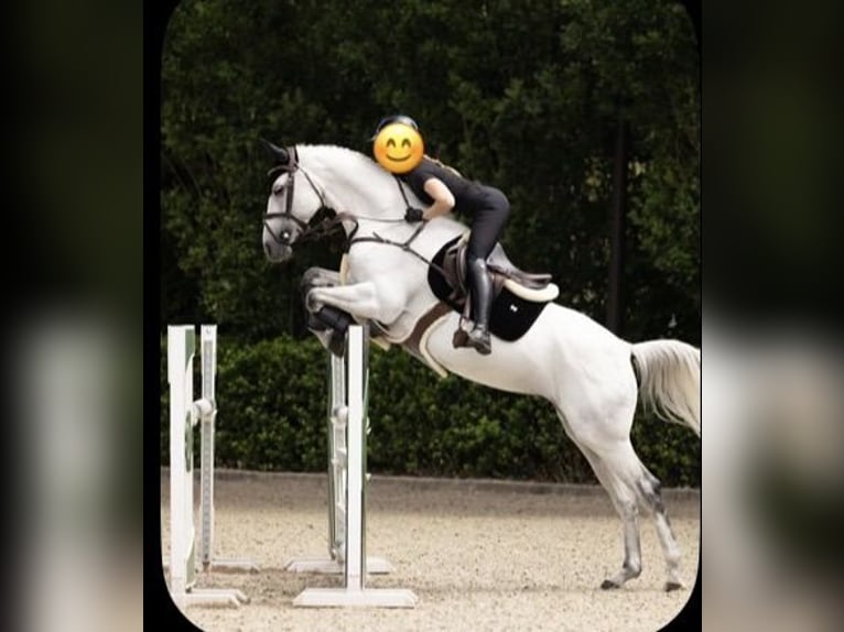 Alt Oldenburger Stute 11 Jahre 175 cm White in Ganderkesee