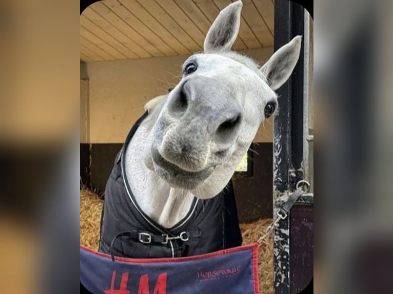 Alt Oldenburger Stute 11 Jahre 175 cm White in Ganderkesee