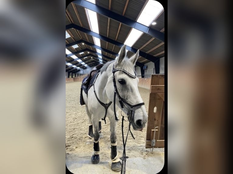 Alt Oldenburger Stute 11 Jahre 175 cm White in Ganderkesee