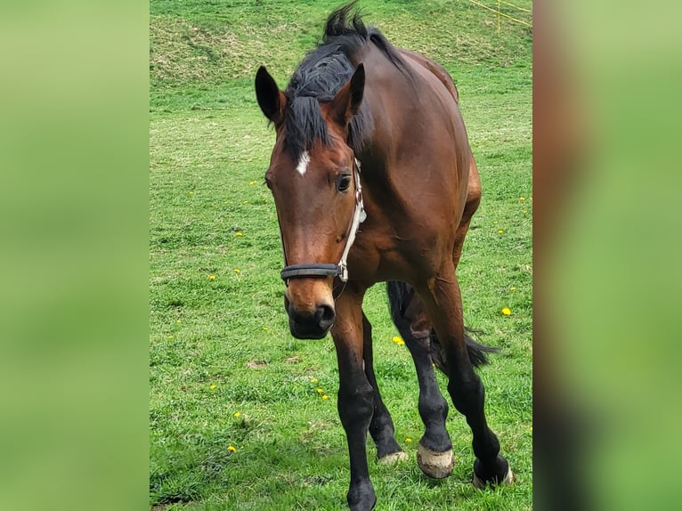 Alt Oldenburger Stute 13 Jahre 178 cm Brauner in Borchen