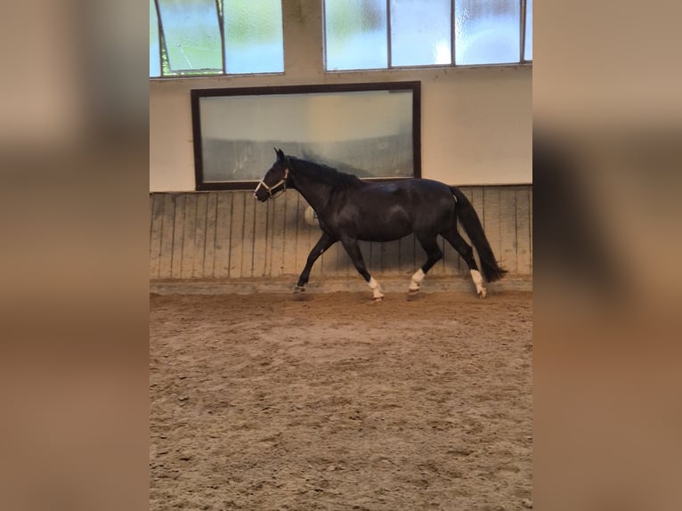 Alt Oldenburger Stute 16 Jahre 162 cm Rappe in Rimbach