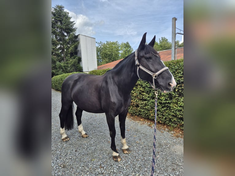 Alt Oldenburger Stute 16 Jahre 162 cm Rappe in Rimbach
