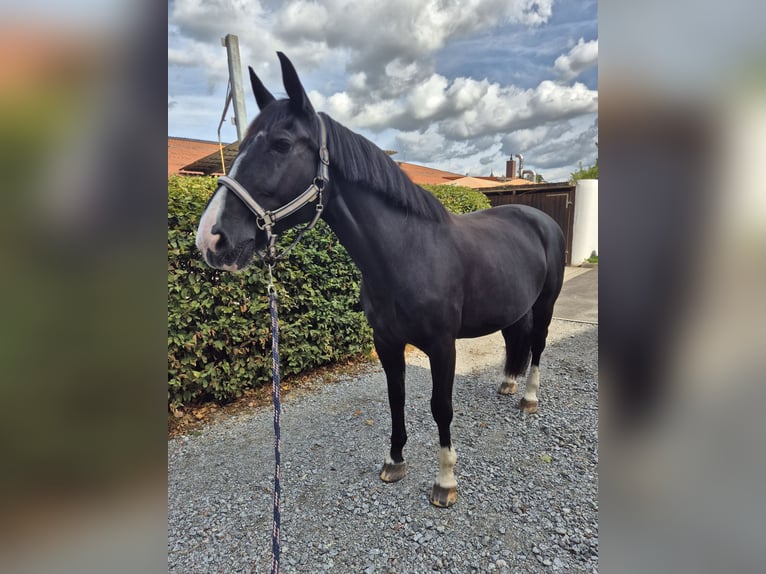 Alt Oldenburger Stute 16 Jahre 162 cm Rappe in Rimbach