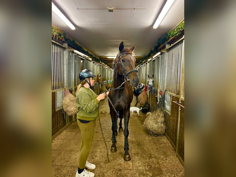 Alt Oldenburger Stute 19 Jahre 167 cm Schwarzbrauner in Witzwort