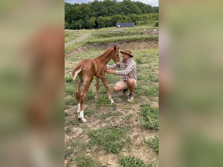 Alt Oldenburger Mix Stute 1 Jahr 140 cm Brauner in Sancraiu de Mureș