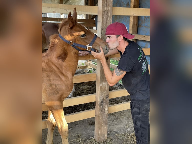Alt Oldenburger Mix Stute 1 Jahr 140 cm Brauner in Sancraiu de Mureș