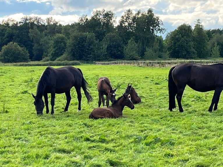 Alt Oldenburger Stute 1 Jahr 167 cm Rappe in D&#xF6;tlingen
