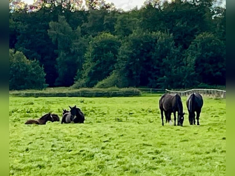 Alt Oldenburger Stute 1 Jahr 167 cm Rappe in D&#xF6;tlingen