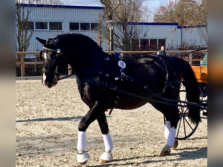 Alt Oldenburger Stute 1 Jahr 167 cm Rappe in D&#xF6;tlingen