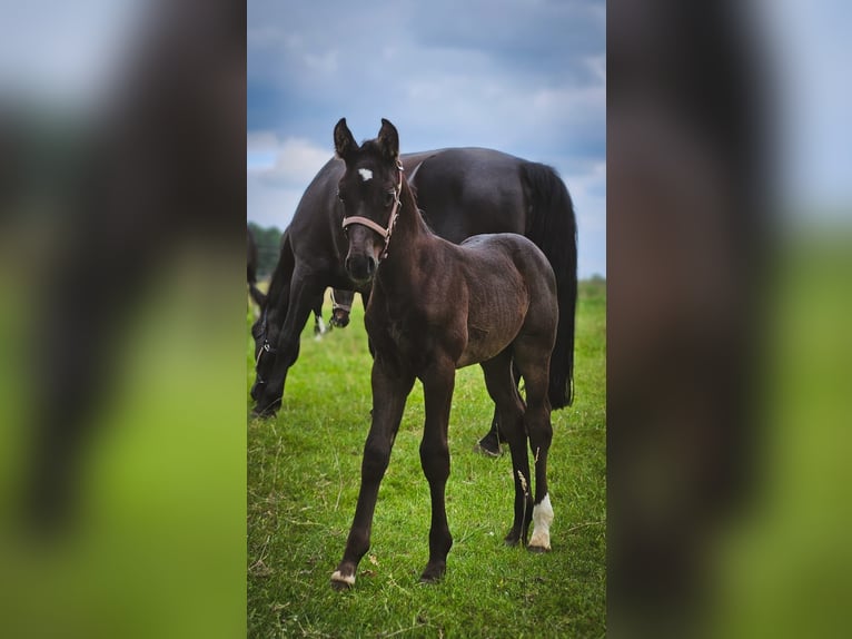 Alt Oldenburger Stute 1 Jahr 167 cm Rappe in D&#xF6;tlingen