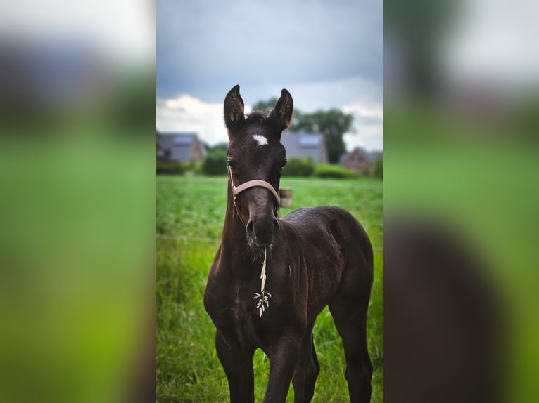 Alt Oldenburger Stute 1 Jahr 167 cm Rappe in D&#xF6;tlingen