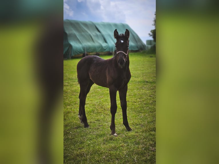 Alt Oldenburger Stute 1 Jahr 167 cm Rappe in D&#xF6;tlingen