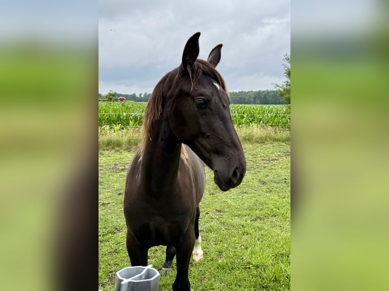 Alt Oldenburger Stute 1 Jahr 175 cm Rappe in D&#xF6;tlingen