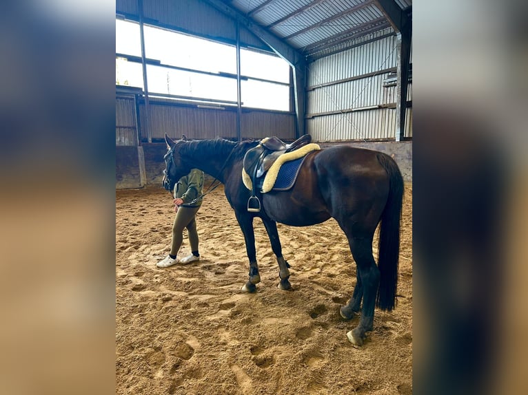 Alt Oldenburger Stute 20 Jahre 167 cm Schwarzbrauner in Witzwort