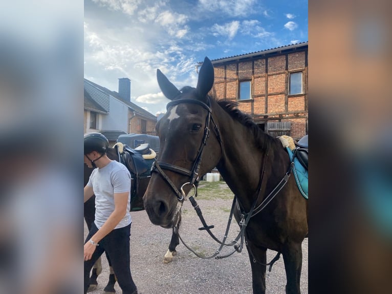 Alt Oldenburger Stute 20 Jahre 170 cm Dunkelbrauner in Chursdorf