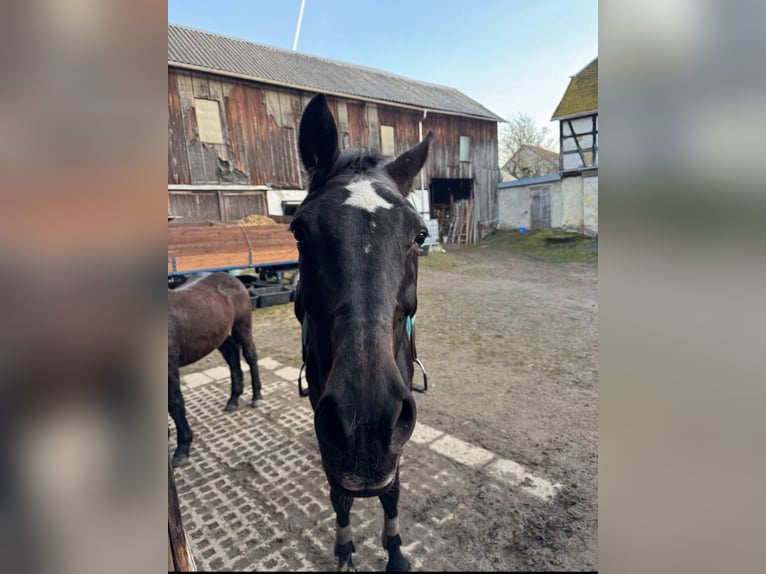 Alt Oldenburger Stute 20 Jahre 170 cm Dunkelbrauner in Chursdorf