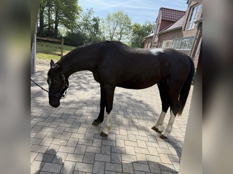 Alt Oldenburger Stute 2 Jahre 165 cm Rappe in Emsbüren
