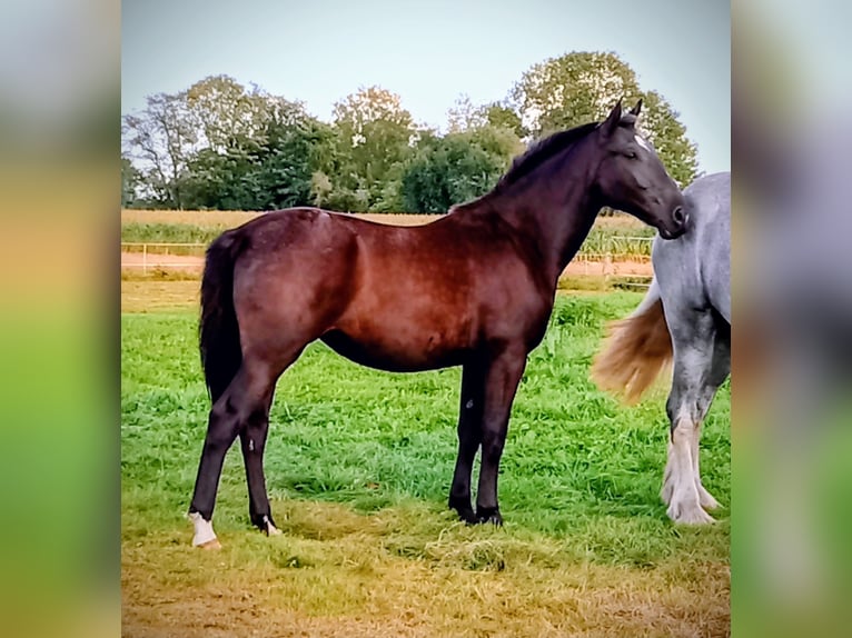 Alt Oldenburger Stute 2 Jahre 165 cm Schwarzbrauner in Neukamperfehn