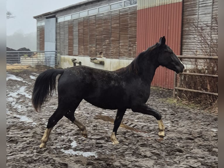 Alt Oldenburger Stute 2 Jahre 167 cm Rappe in Twist
