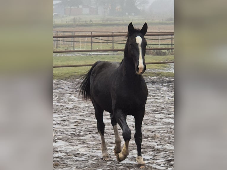 Alt Oldenburger Stute 2 Jahre 167 cm Rappe in Twist