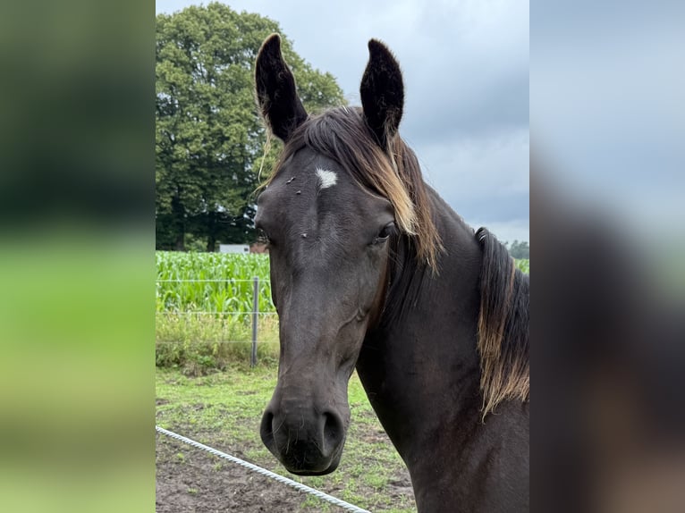 Alt Oldenburger Stute 2 Jahre 175 cm Rappe in Dötlingen