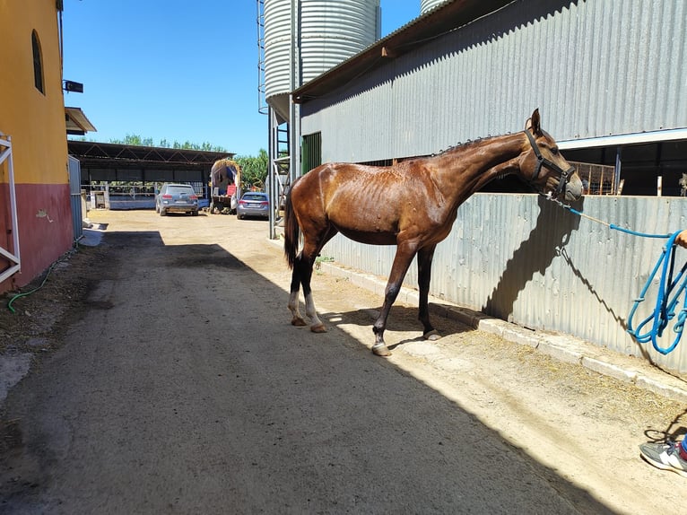 Alt Oldenburger Mix Stute 2 Jahre Schimmel in Aznalcollar