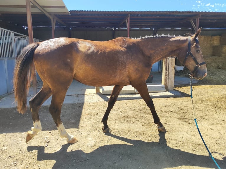 Alt Oldenburger Mix Stute 2 Jahre Schimmel in Aznalcollar