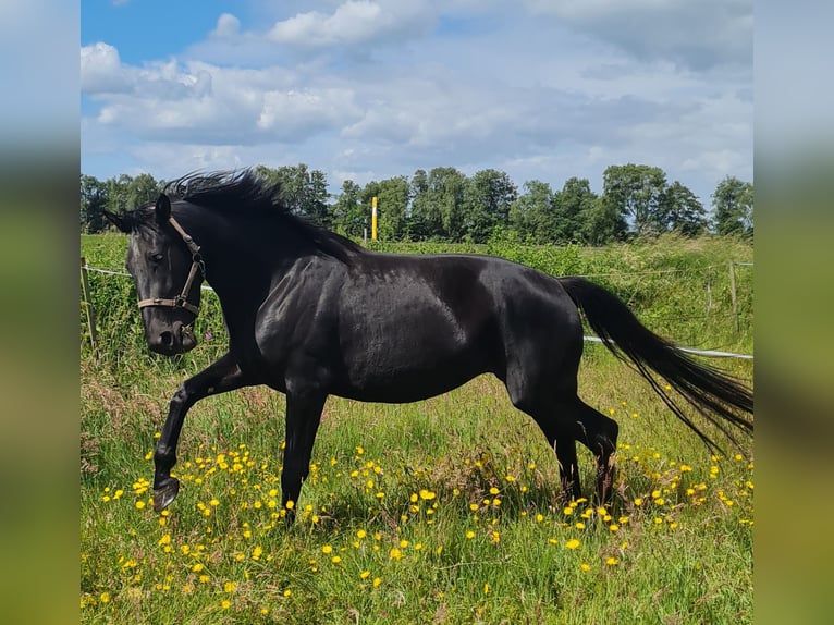 Alt Oldenburger Stute 4 Jahre 164 cm Rappe in Moormerland