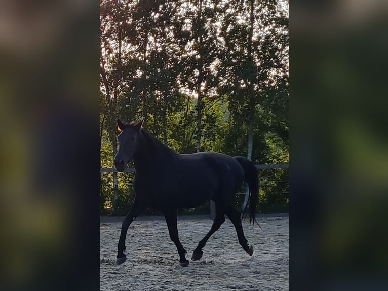 Alt Oldenburger Stute 4 Jahre 164 cm Rappe in Moormerland