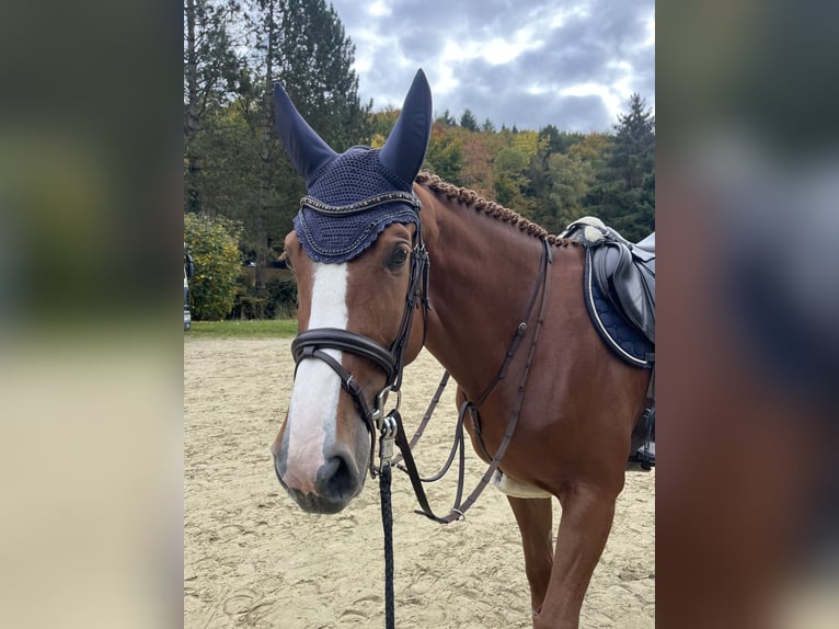 Alt Oldenburger Stute 6 Jahre 175 cm Fuchs in Bonefeld