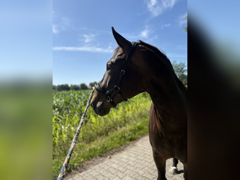 Alt Oldenburger Stute 7 Jahre 157 cm Dunkelbrauner in Südbrookmerland Victorbur