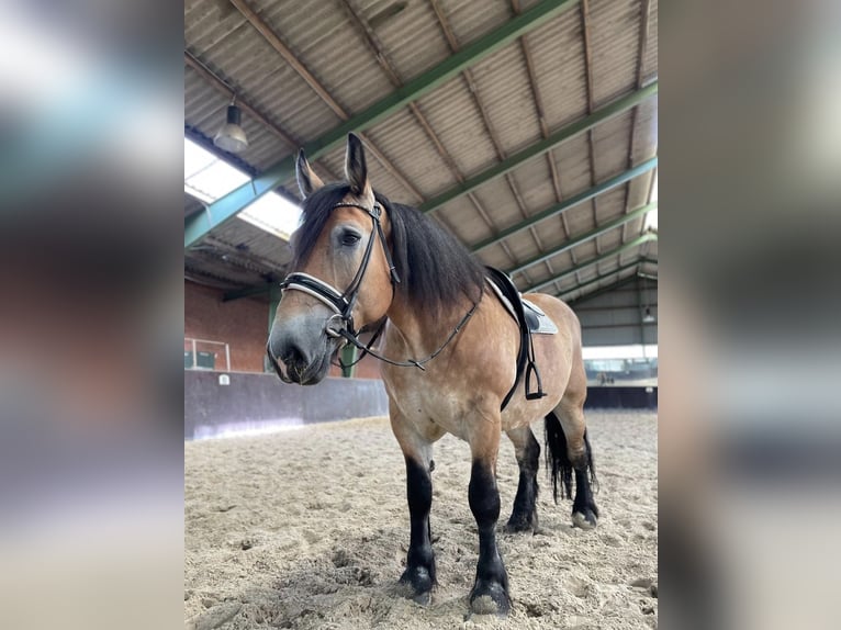 Alt Oldenburger Stute 9 Jahre 156 cm in Jever