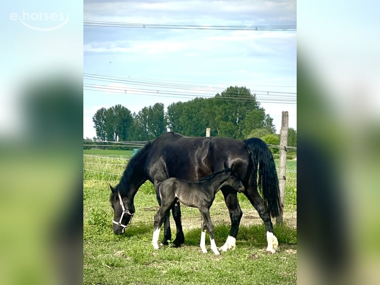 Alt Oldenburger Stute Fohlen (05/2026) 168 cm Rappe in KrielowGroß Kreutz