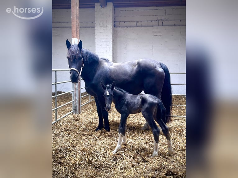 Alt Oldenburger Stute Fohlen (05/2026) 168 cm Rappe in KrielowGroß Kreutz