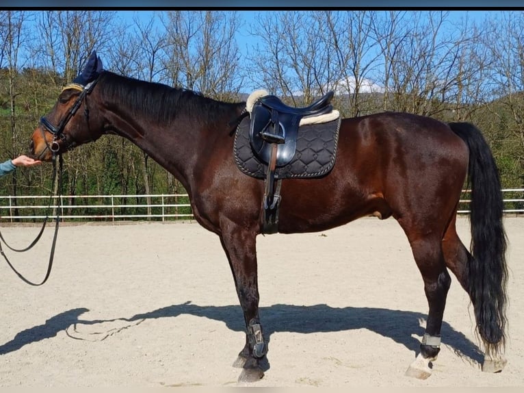 Alt Oldenburger Wallach 12 Jahre 180 cm Dunkelbrauner in Sieci