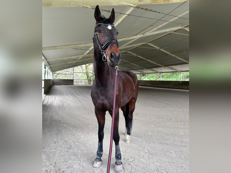 Alt Oldenburger Wallach 12 Jahre 180 cm Dunkelbrauner in Sieci