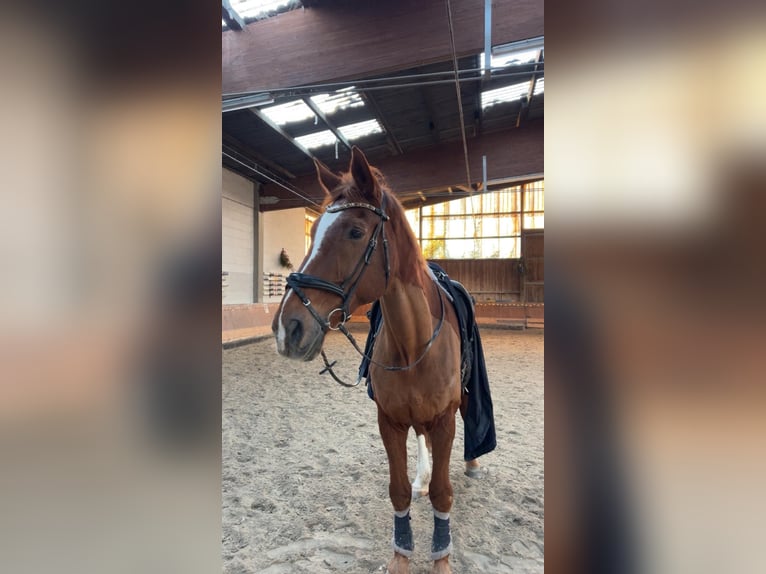 Alt Oldenburger Wallach 25 Jahre 179 cm Dunkelfuchs in Nieder-Wöllstadt