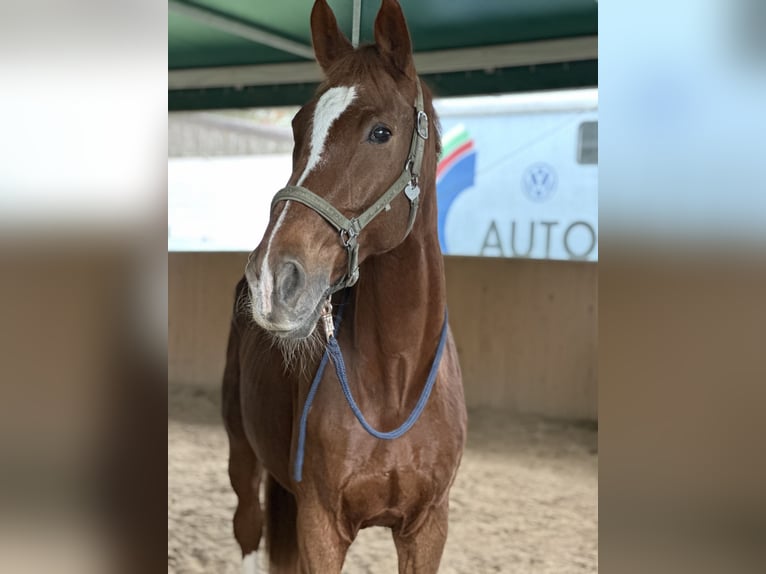 Alt Oldenburger Wallach 25 Jahre 179 cm Dunkelfuchs in Nieder-Wöllstadt