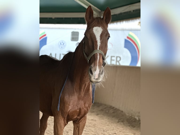 Alt Oldenburger Wallach 25 Jahre 179 cm Dunkelfuchs in Nieder-Wöllstadt