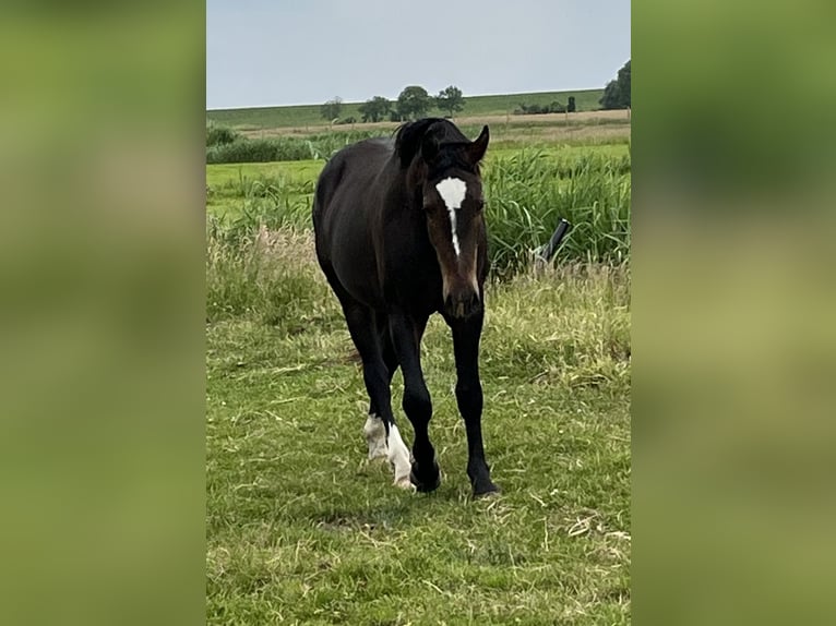 Alt Oldenburger Wallach 2 Jahre 165 cm Dunkelbrauner in D&#xF6;tlingen