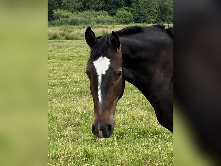 Alt Oldenburger Wallach 2 Jahre 165 cm Dunkelbrauner in D&#xF6;tlingen