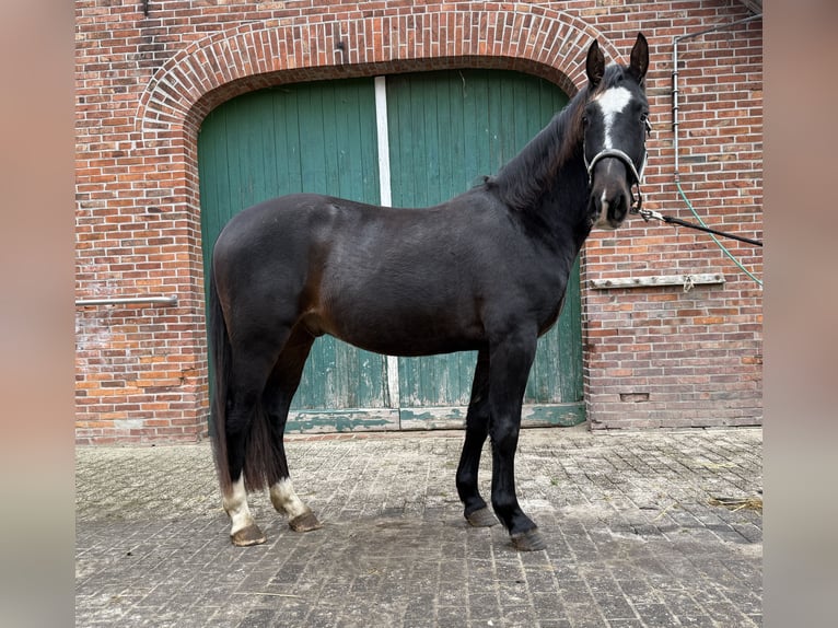 Alt Oldenburger Wallach 2 Jahre 165 cm Dunkelbrauner in Dötlingen