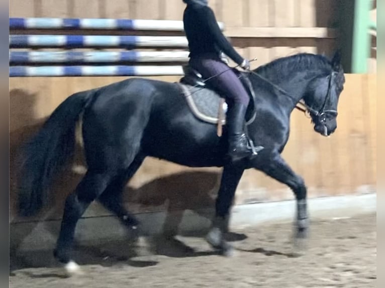 Alt Oldenburger Wallach 3 Jahre 161 cm Rappe in D&#xF6;tlingen
