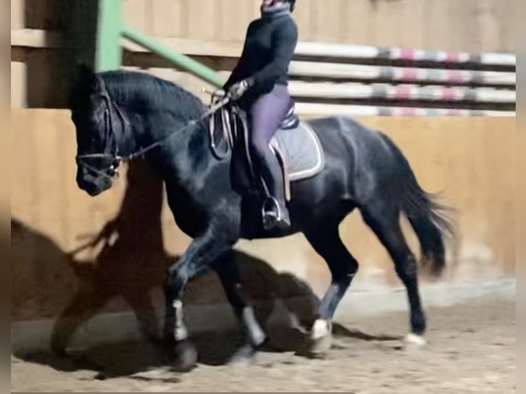 Alt Oldenburger Wallach 3 Jahre 162 cm Rappe in D&#xF6;tlingen