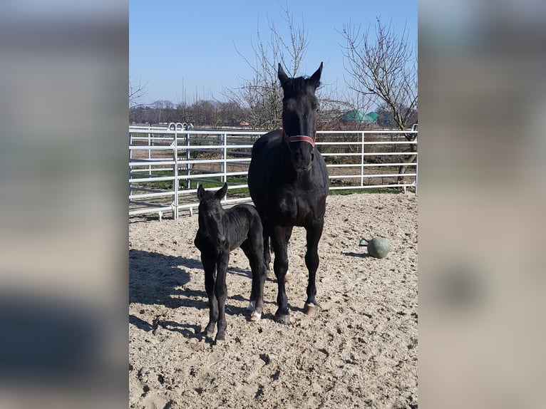 Alt Oldenburger Wallach 3 Jahre 162 cm Rappe in D&#xF6;tlingen