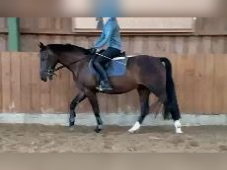 Alt Oldenburger Wallach 3 Jahre 165 cm Dunkelbrauner in Dötlingen