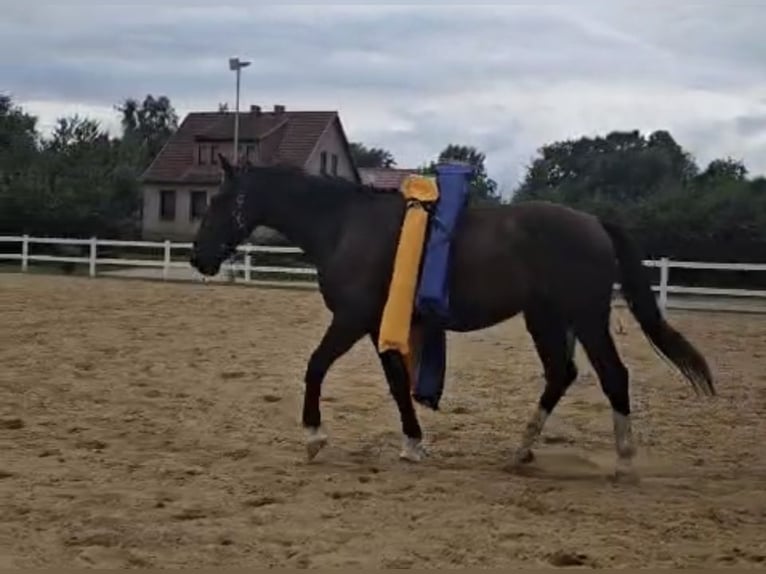 Alt Oldenburger Wallach 3 Jahre 175 cm Rappe in F&#xFC;rstenberg